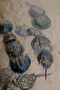 horseshoecrabs_2158