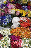 hydrantflowers_7365