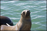 sealion_7751