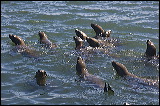 sealions_7739