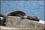 sealions_7765