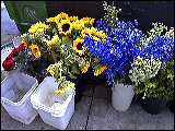 sunflowers-0730091133b