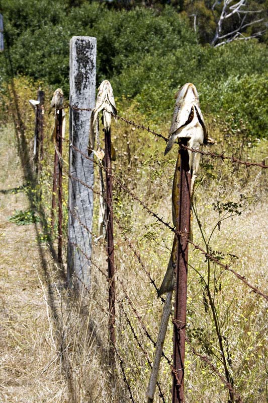 fishfence_7467.jpg