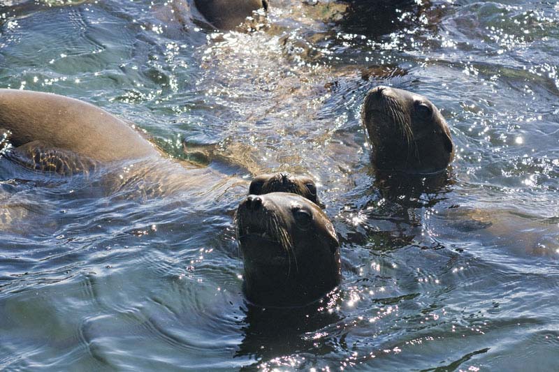 sealions_7737.jpg