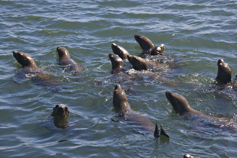 sealions_7739.jpg