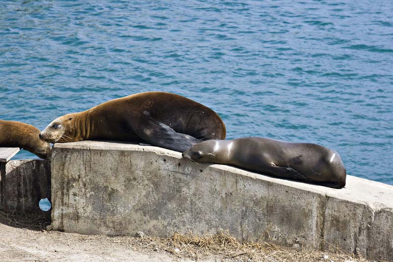 sealions_7765.jpg