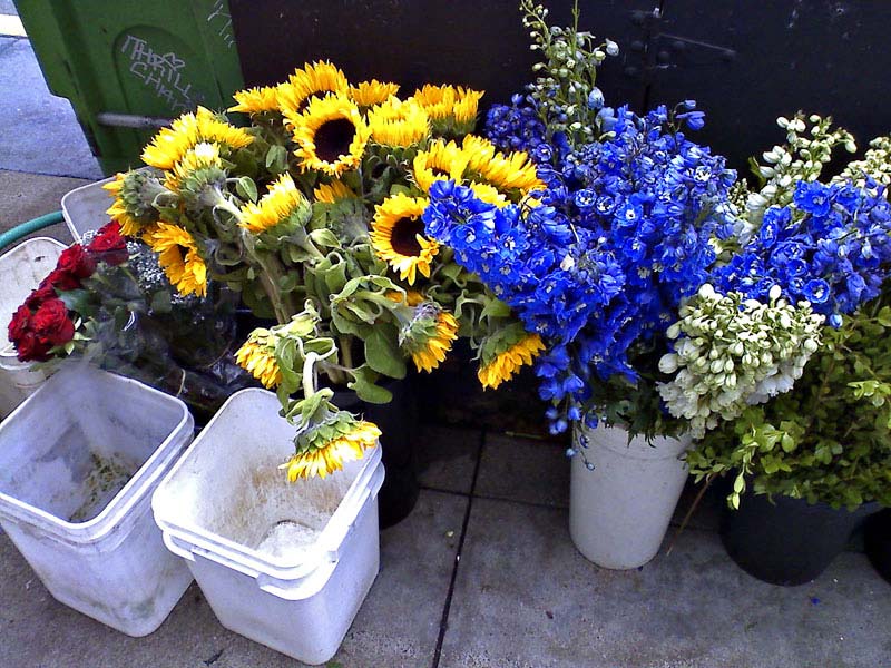 sunflowers-0730091133b.jpg