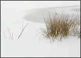 grass_twigs__frozen__74c831