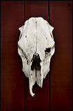 skull_3674