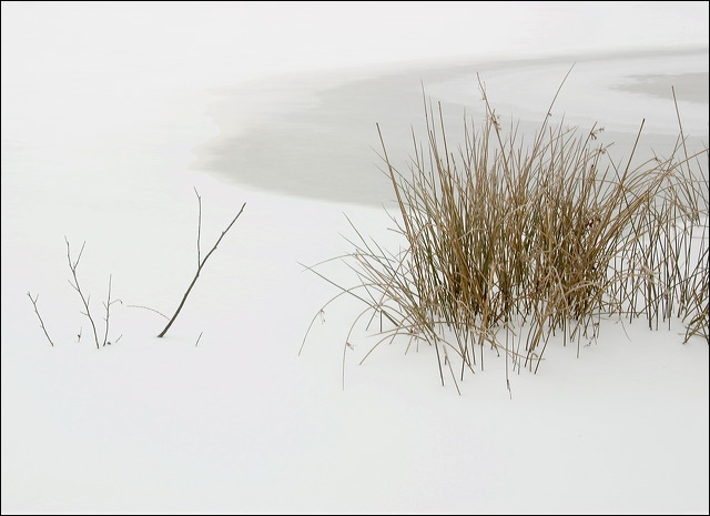 grass_twigs__frozen__74c831.jpg