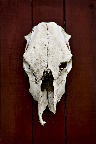 skull_3674.jpg