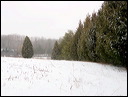 cedarfencerowfencegone_0528