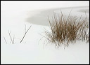 grass_twigs__frozen__104ab3