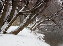 snowtreesriver_0474