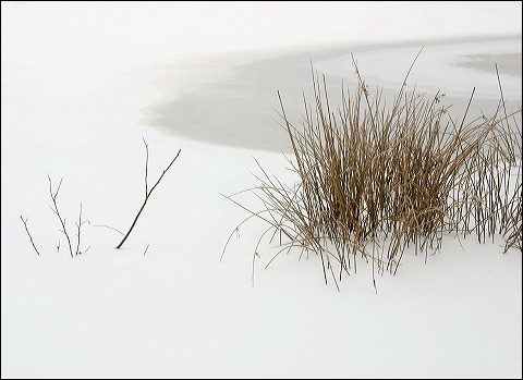 grass_twigs__frozen__104ab3.jpg