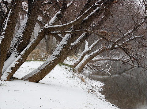 snowtreesriver_0474.jpg