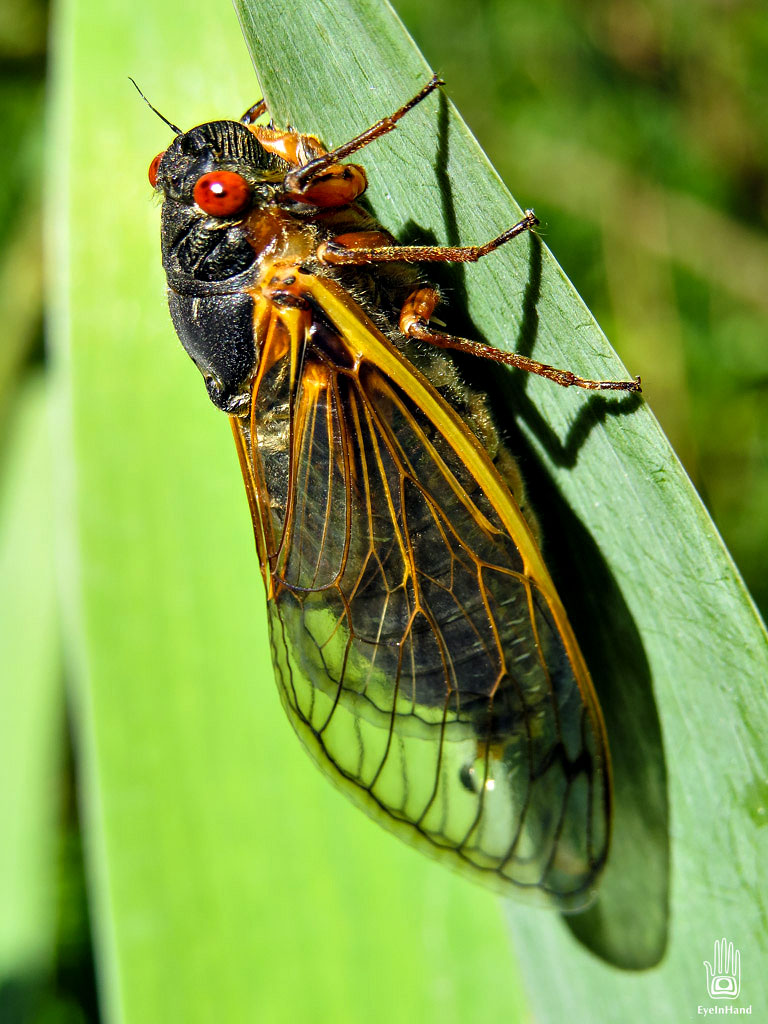 Цикада насекомое википедия фото и описание