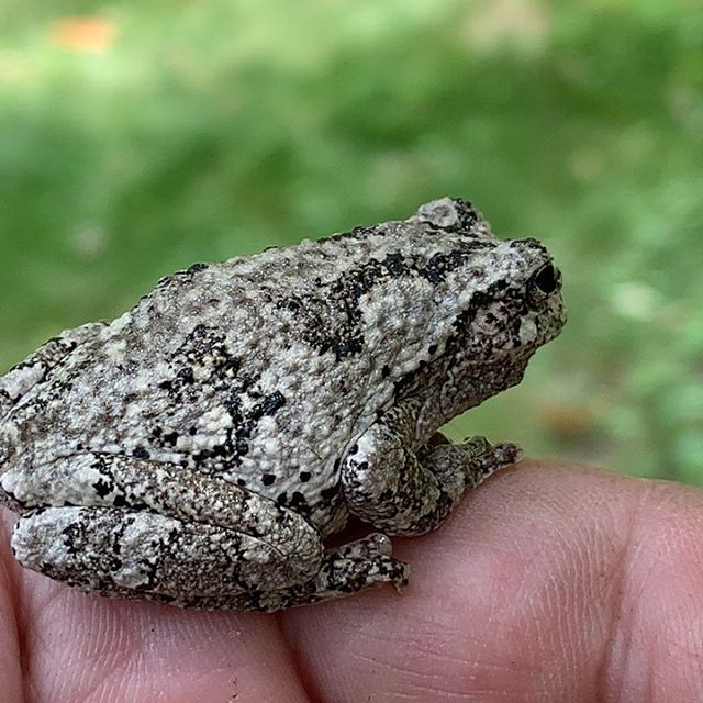 Tree frogs in the blooming magnolia Marginalia